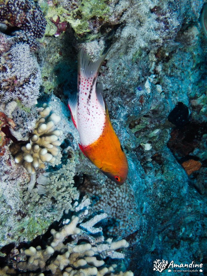 Bodianus anthioides
