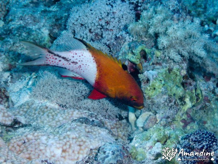 Bodianus anthioides