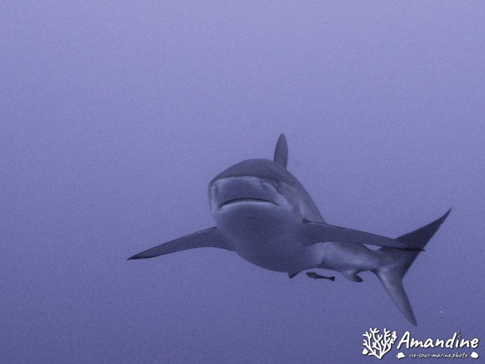 Carcharhinus amblyrhynchos