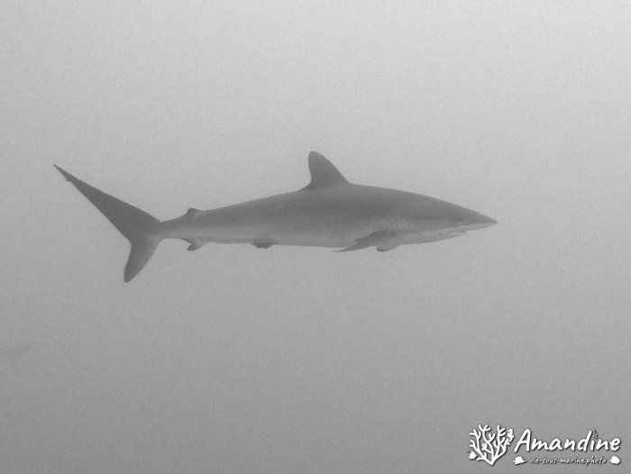 Carcharhinus amblyrhynchos