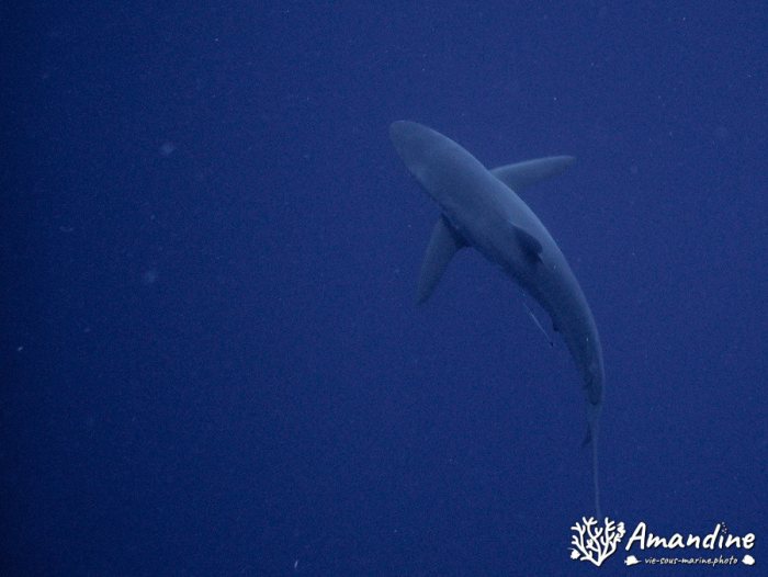 Carcharhinus amblyrhynchos