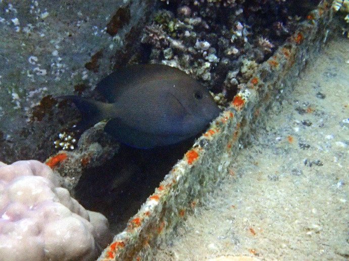 Ctenochaetus striatus