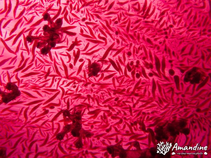 Dendronephthya sp.
