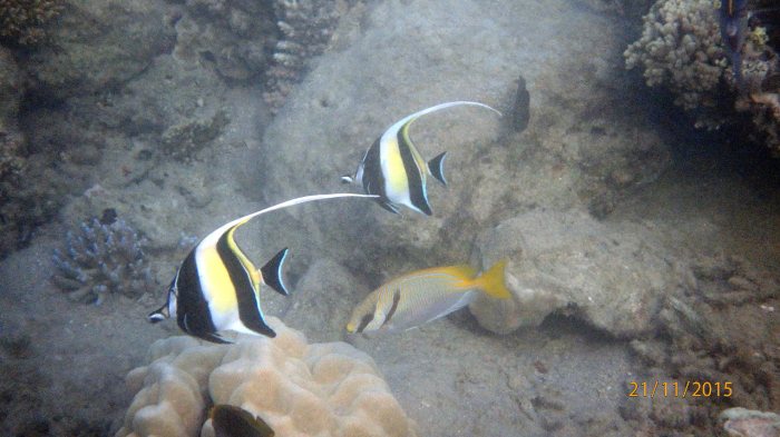 Zanclus cornutus