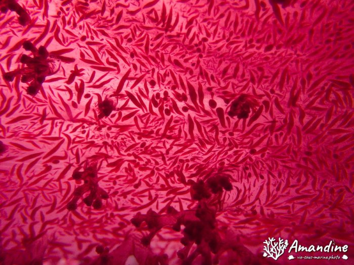 Dendronephthya sp.
