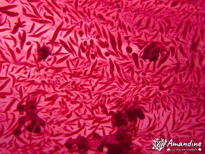 Dendronephthya sp.