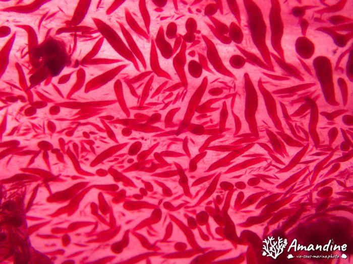 Dendronephthya sp.