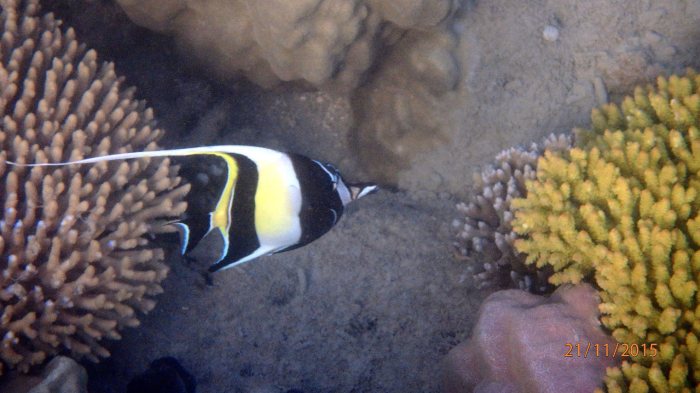 Zanclus cornutus