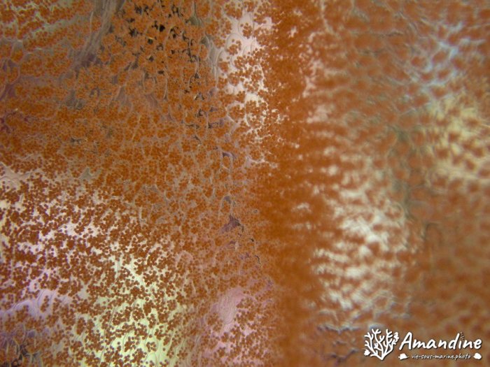 Limaces de mer