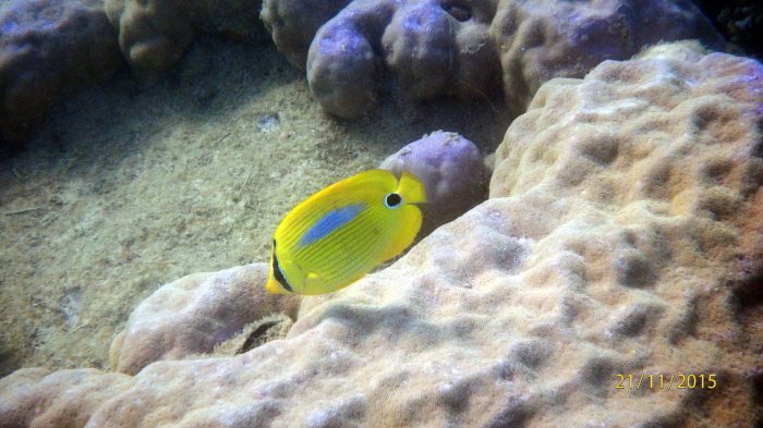 Chaetodon plebeius