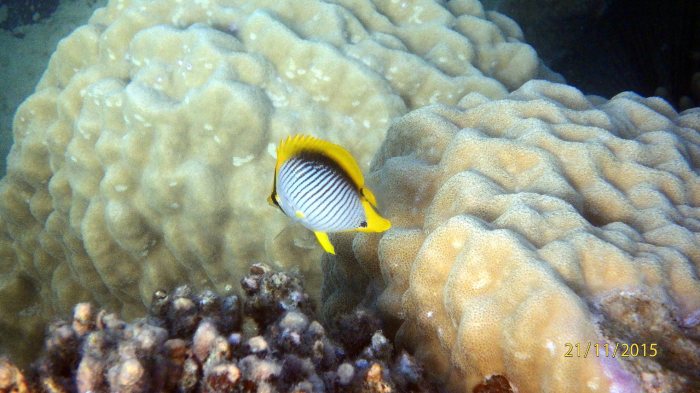 Chaetodon melannotus