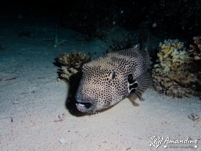 Arothron stellatus