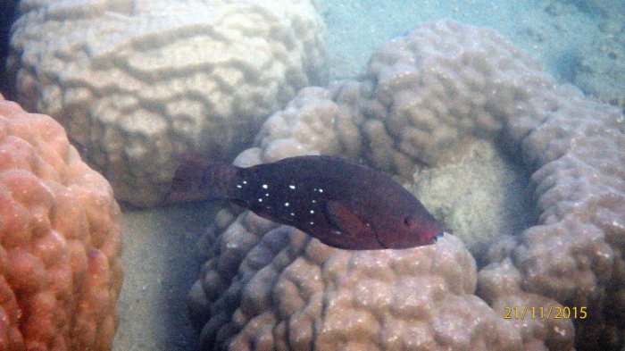 Scarus altipinnis