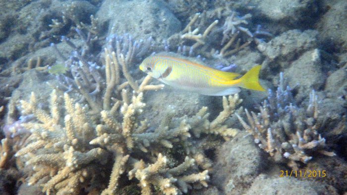 Siganus doliatus