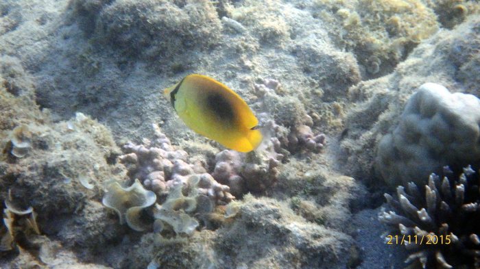 Chaetodon speculum