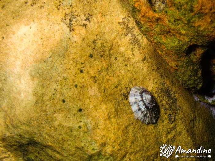 Mollusques