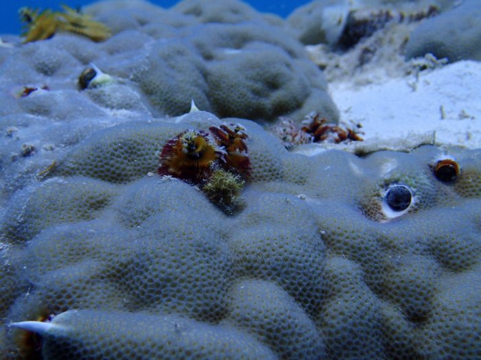 Spirobranchus corniculatus