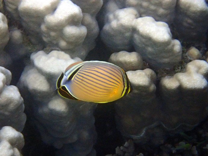 Chaetodon lunulatus