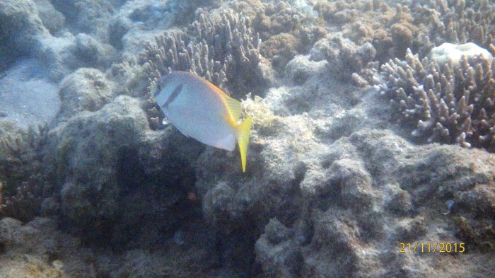 Siganus doliatus