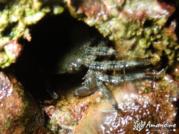 Crabe