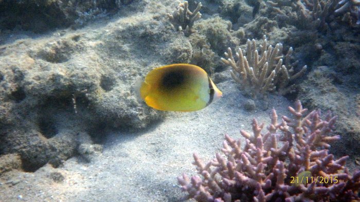 Chaetodon speculum