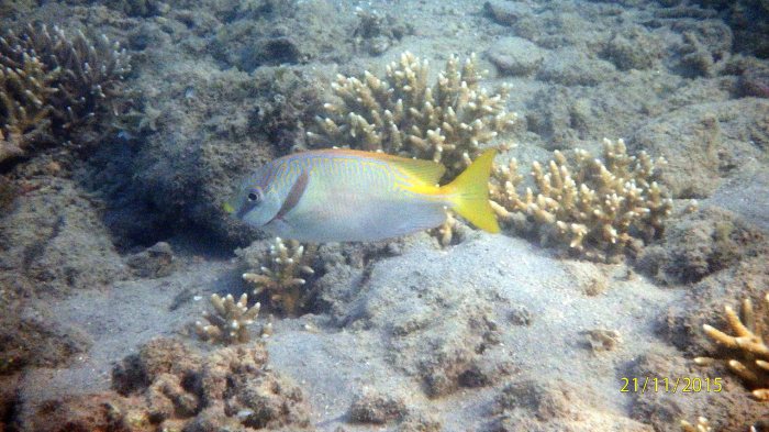 Siganus doliatus