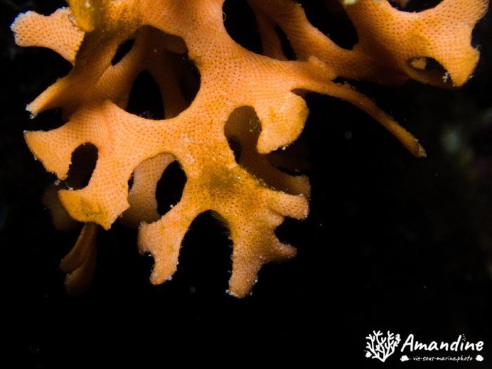 Bryozoaire