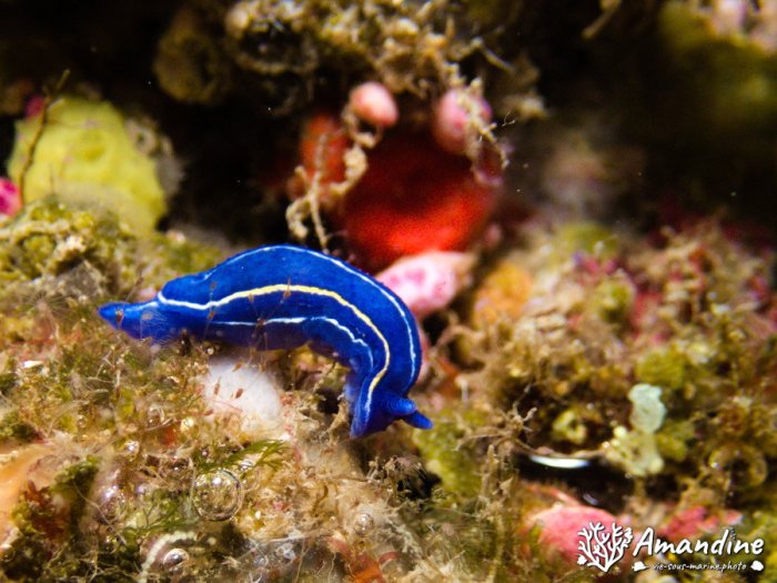 Nudibranche