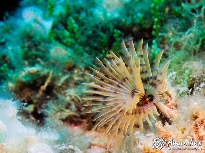 Organismes vermiformes