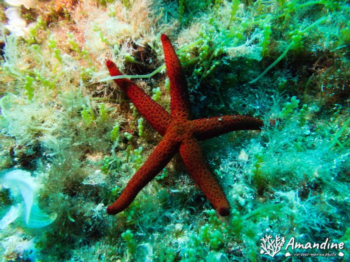 Étoile de mer