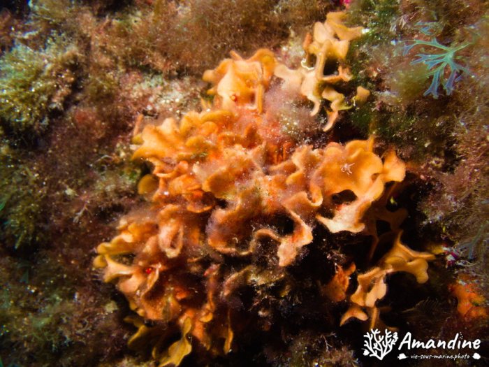 Bryozoaire