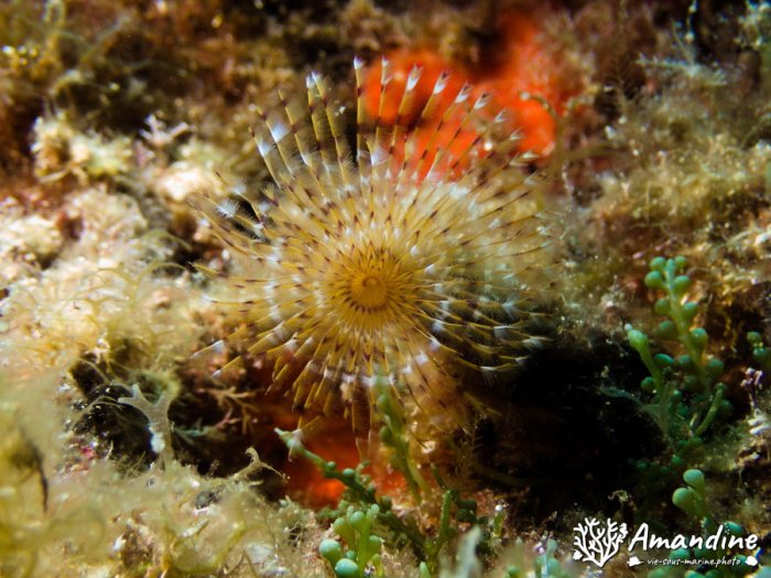Organismes vermiformes