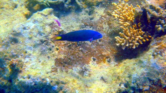 Thalassoma lunare
