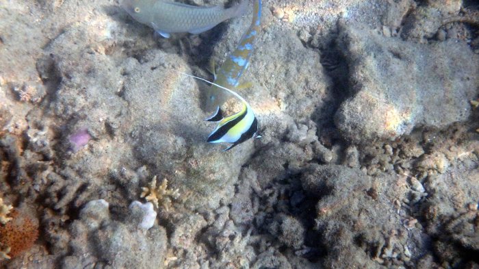 Zanclus cornutus