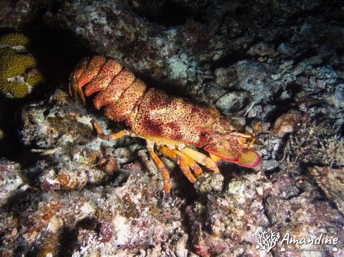 Langouste