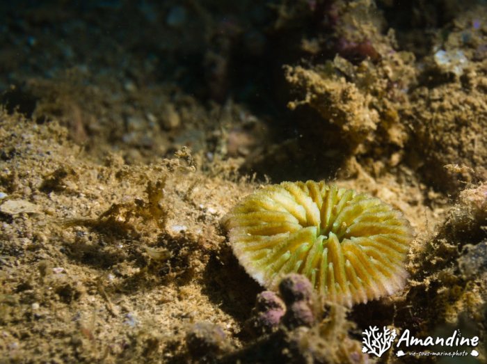 Corail dur