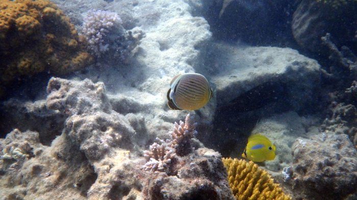 Chaetodon lunulatus