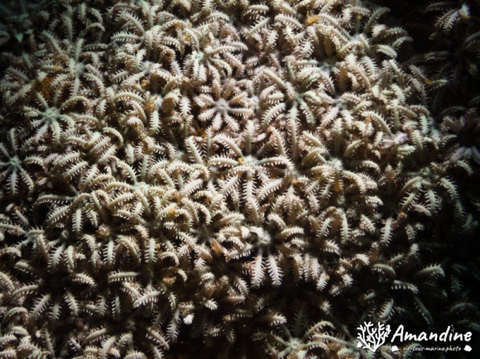 Corail dur