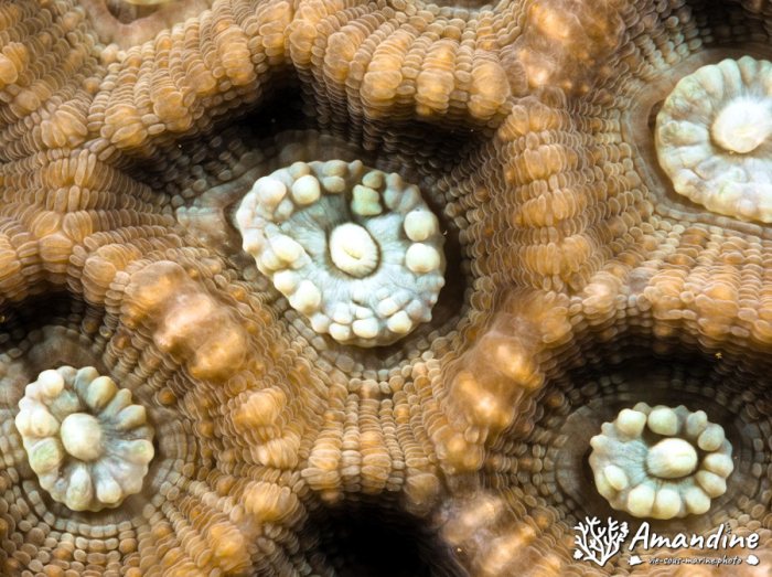 Corail dur