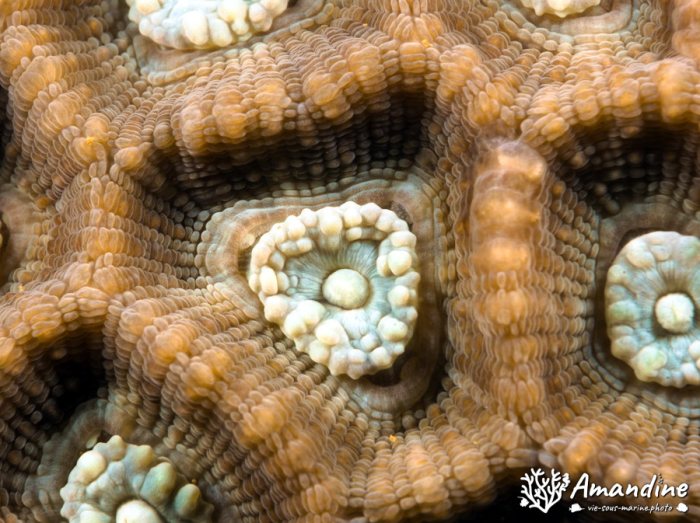 Corail dur