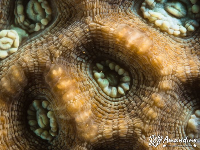 Corail dur