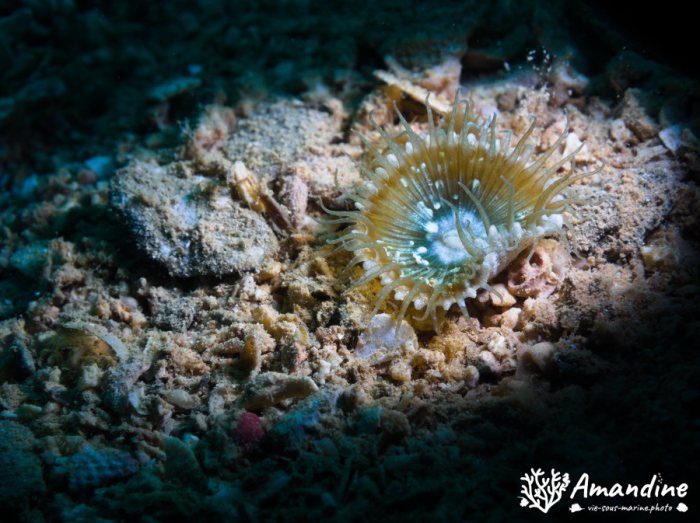 Corail dur