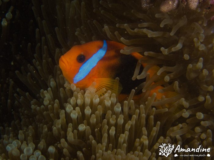 Amphiprion melanopus