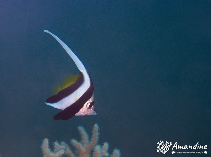 Heniochus acuminatus