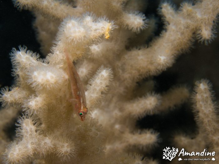 Bryaninops yongei