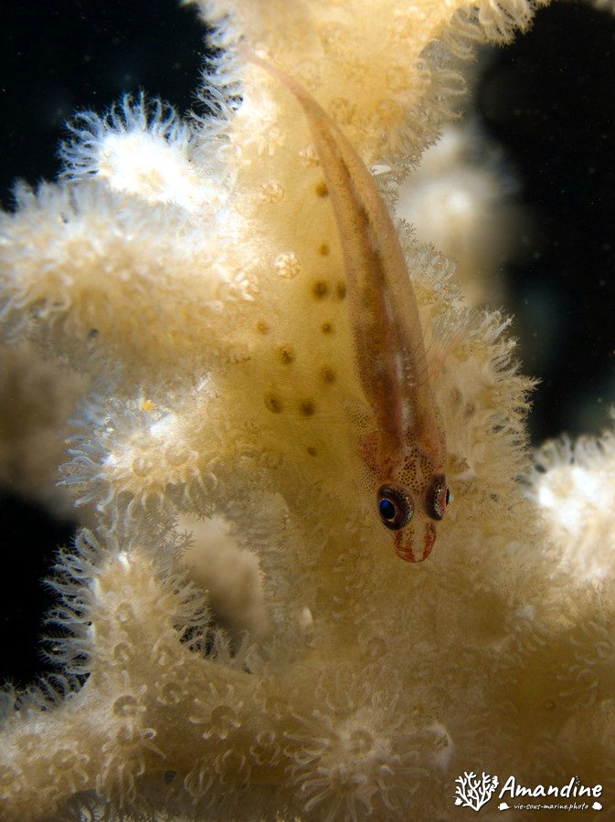 Bryaninops yongei
