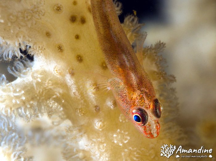 Bryaninops yongei