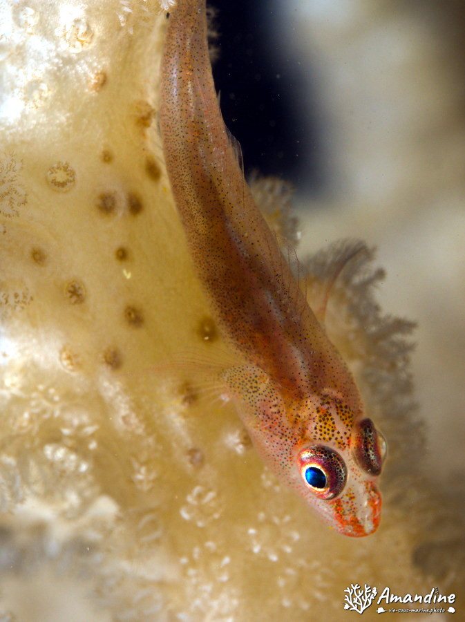 Bryaninops yongei