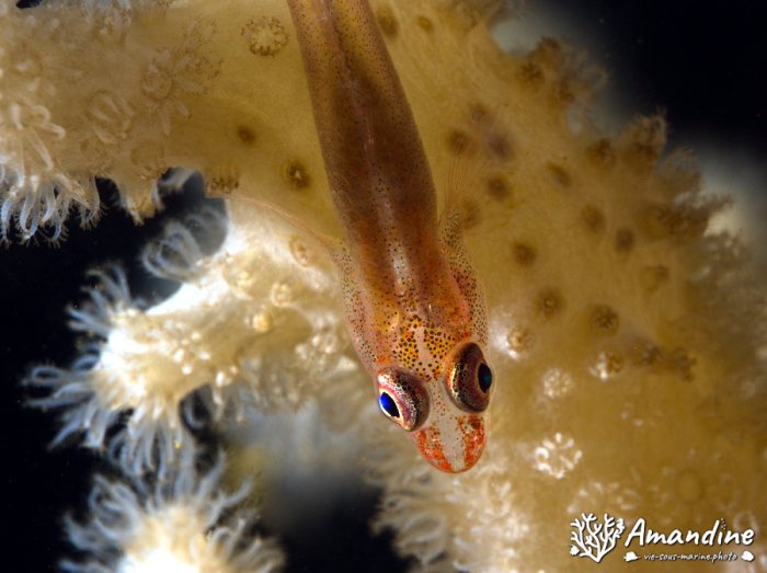 Bryaninops yongei