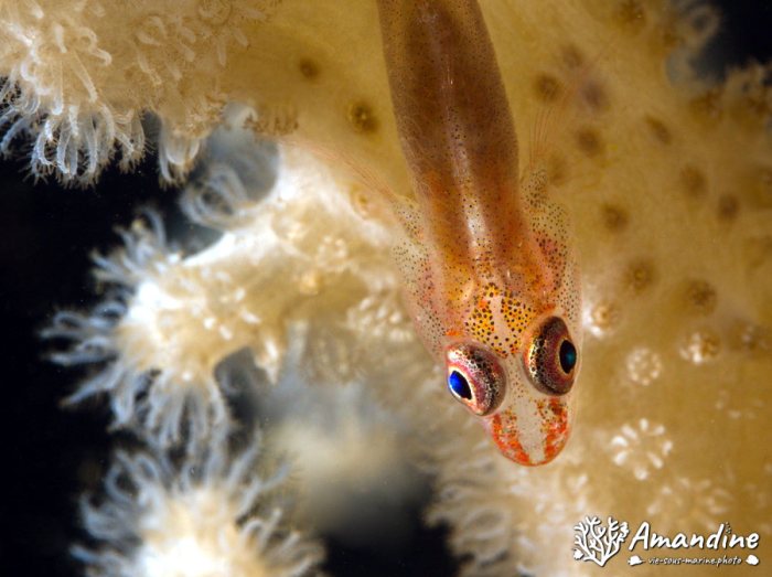 Bryaninops yongei